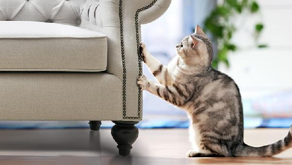 Làm sao để mèo không cào ghế sofa và khiến ghế bị rách